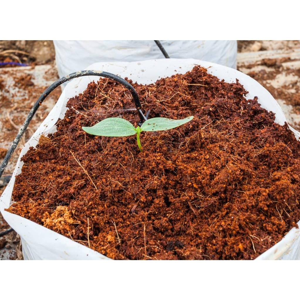 Cocopeat: “Emas Cokelat” dari Sabut Kelapa yang Menjadi Media Tanam Ramah Lingkungan