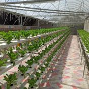 Hydroponic plants growing in a greenhouse