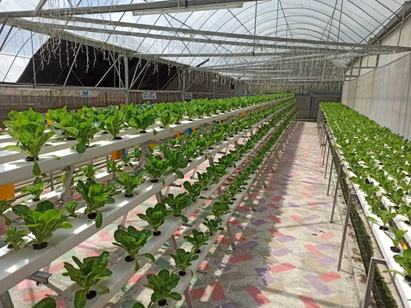 Hydroponic plants growing in a greenhouse